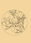 玉兰