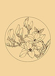 玉兰