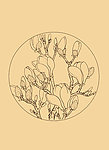 玉兰