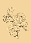 玉兰