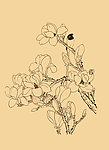 玉兰