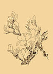 玉兰