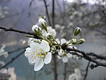 李花