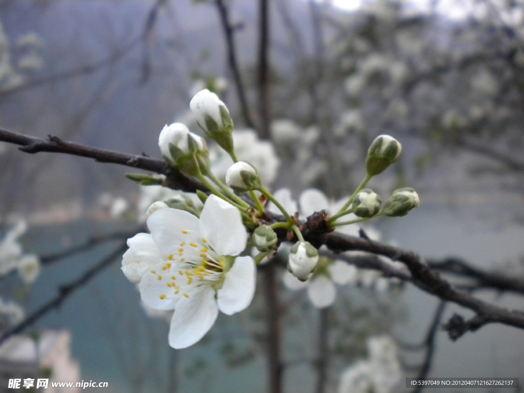 李花