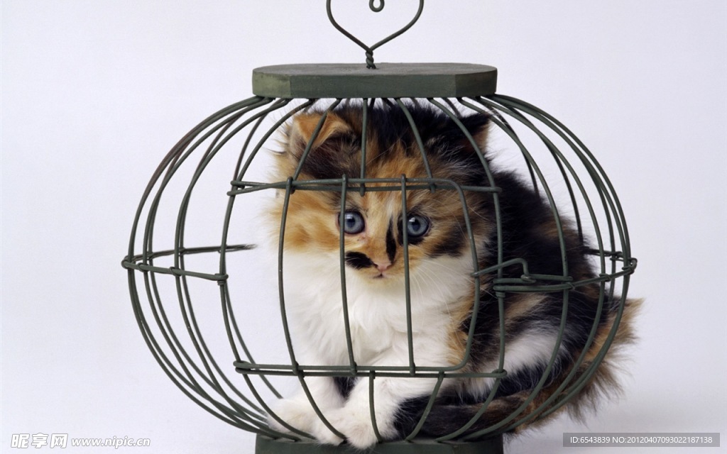 动物世界 猫