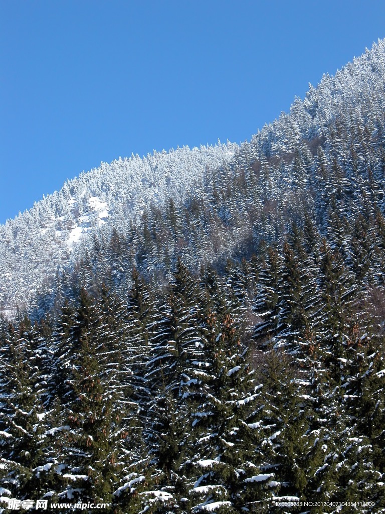 高山森林