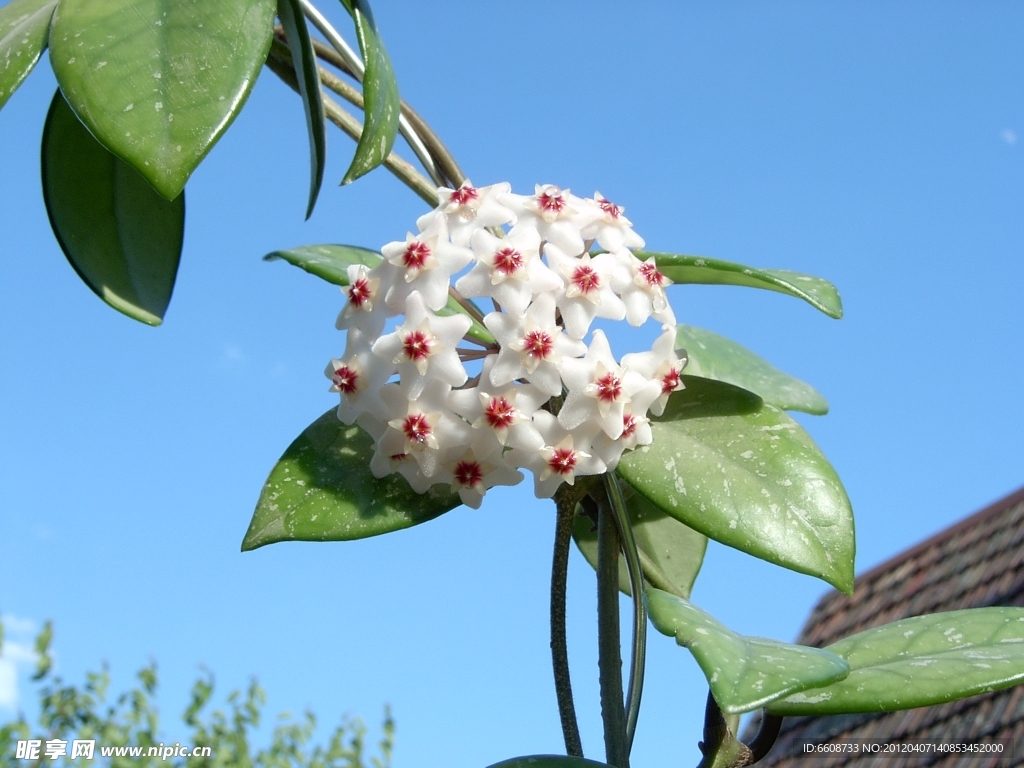 小百花