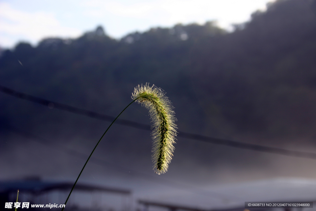 小草花草