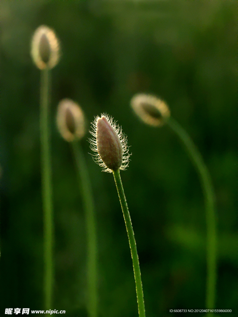 植物小花