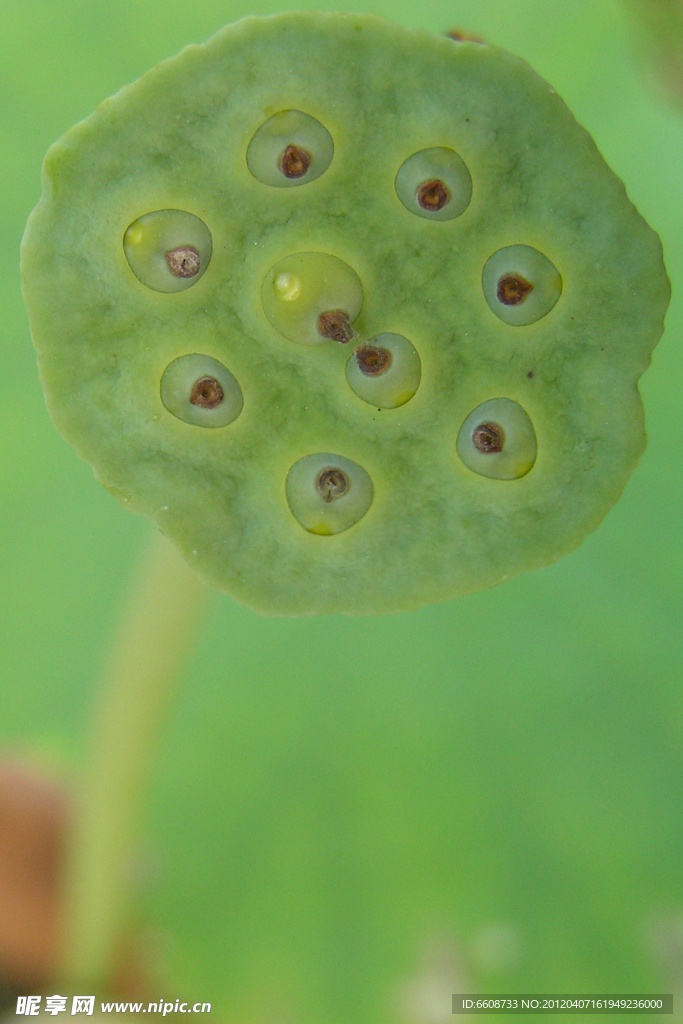 莲花莲藕