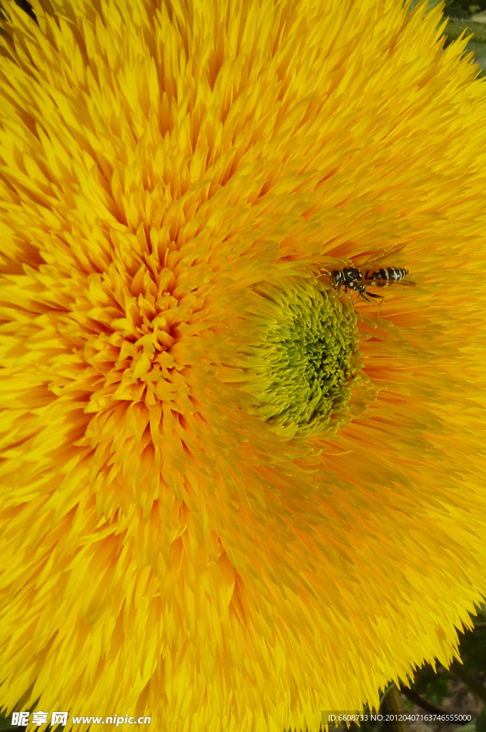 菊花鲜花