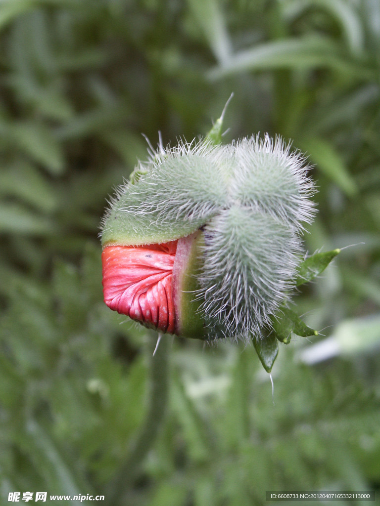 鲜花花蕾