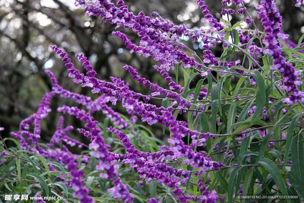 薰衣草鲜花