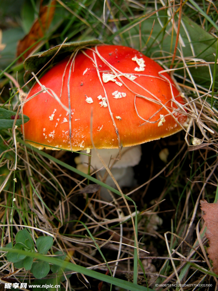 大蘑菇