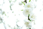 纯白桃花