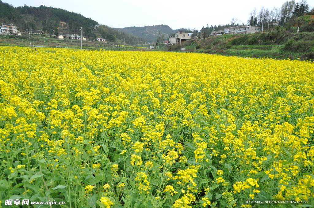 油菜花