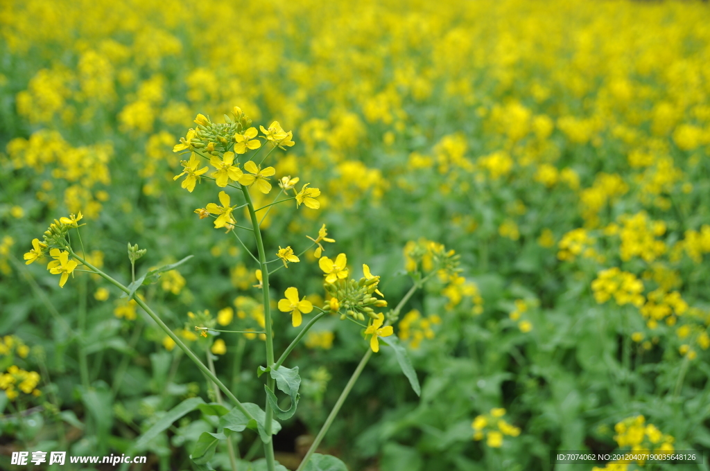 油菜花