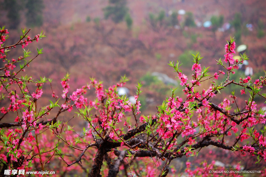 桃花争艳