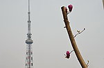 玉兰