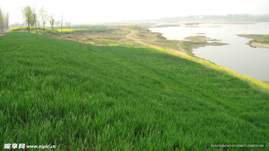 麦苗