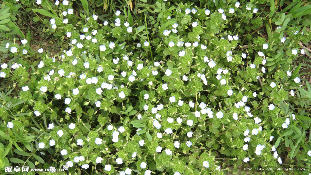 野草花