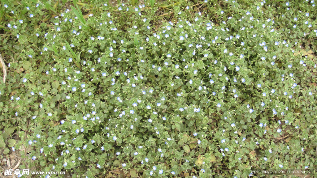 野草花