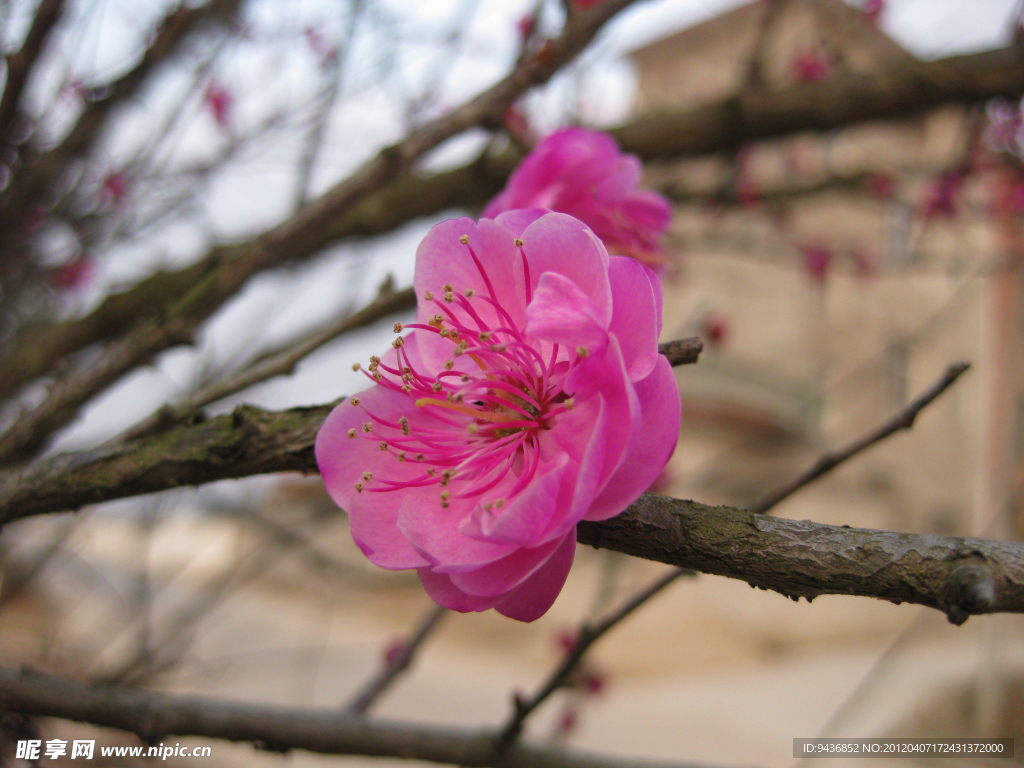 梅花