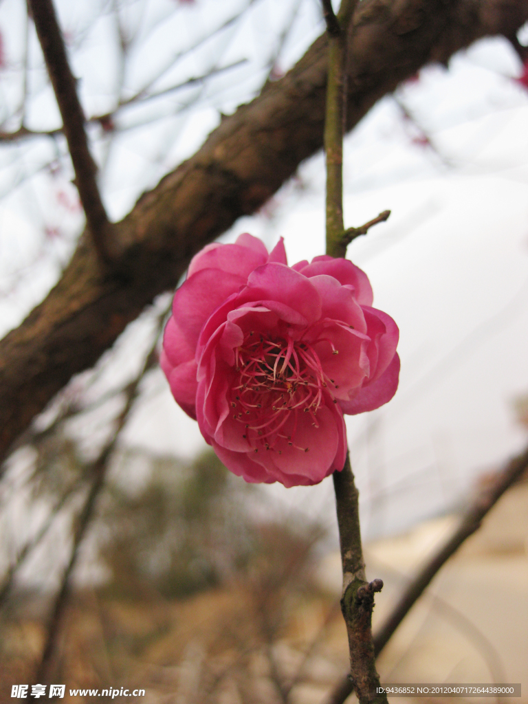 梅花