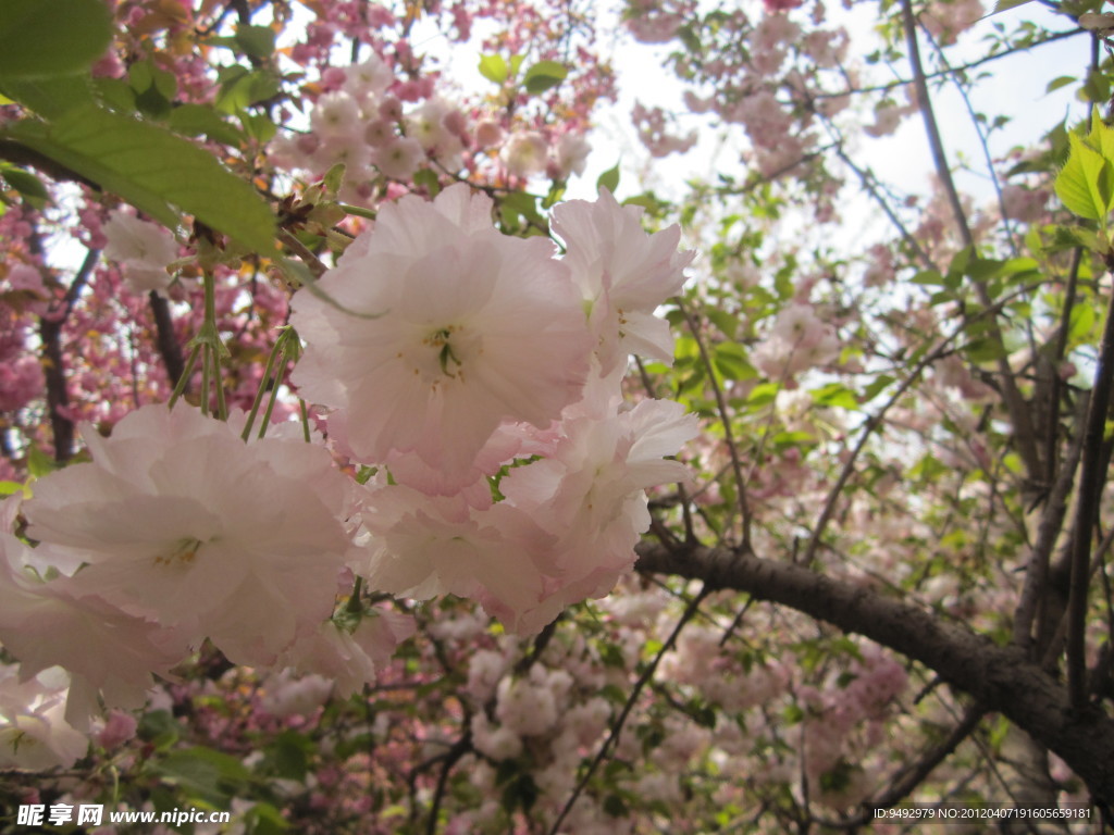 樱花