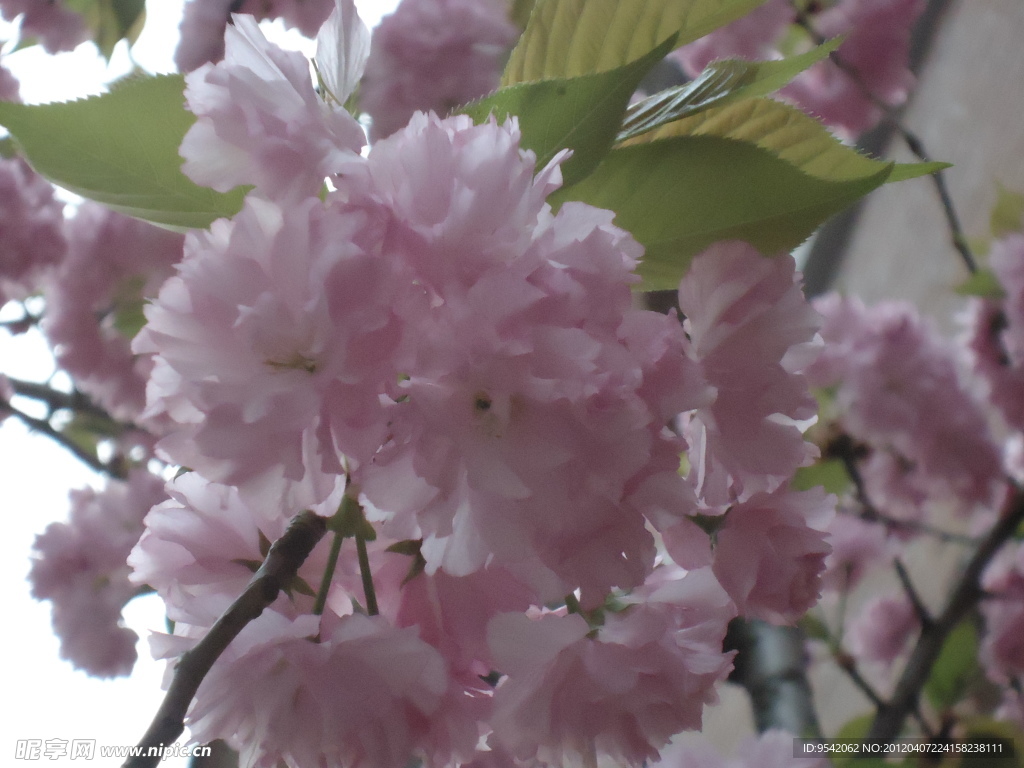 樱花特写