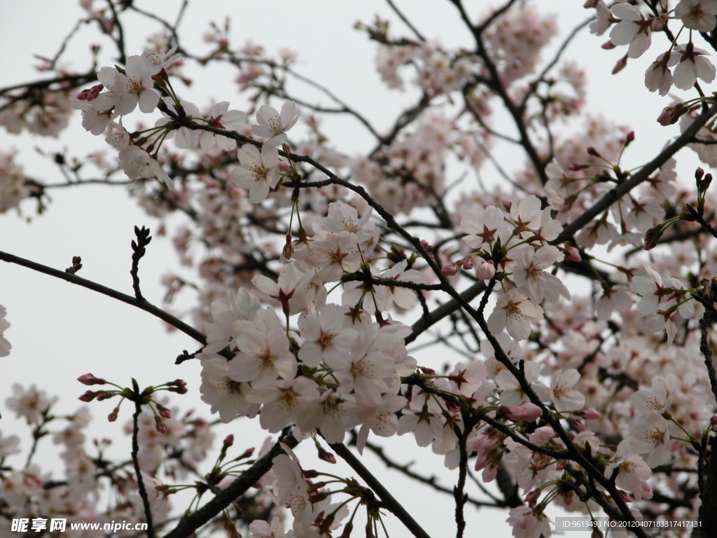 樱花