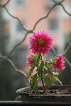 小菊花