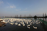 鸭子
