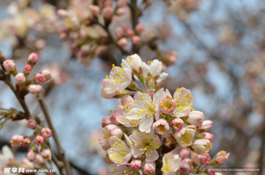 毛樱桃花