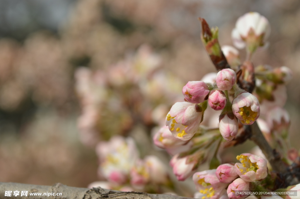 毛樱桃花