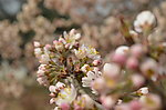毛樱桃花