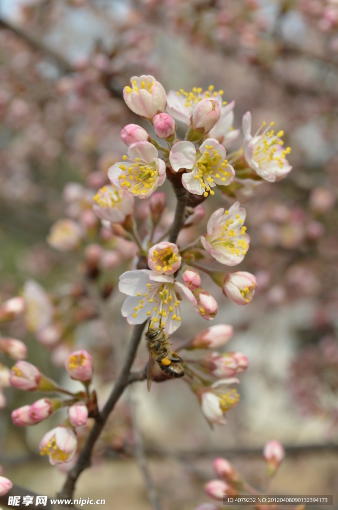 毛樱桃花