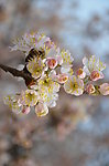 毛樱桃花