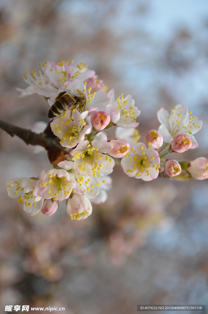 毛樱桃花