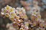 毛樱桃花