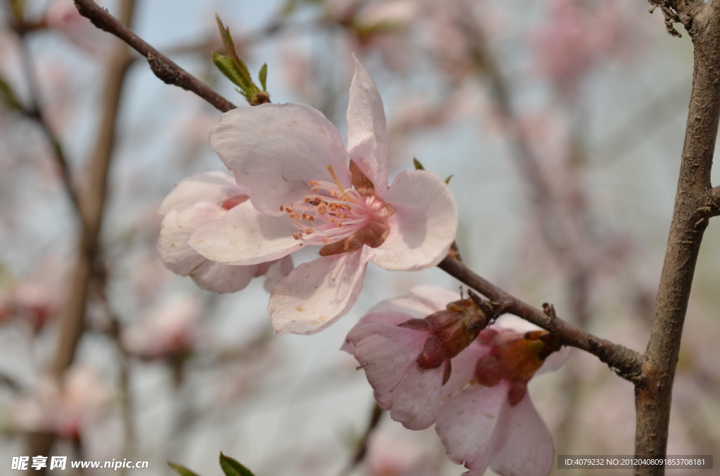 桃花