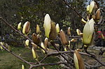 玉兰花蕾