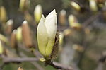 玉兰花