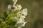小白花