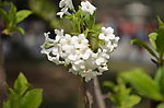 小白花