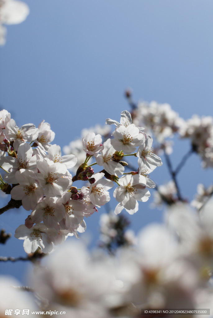 樱花