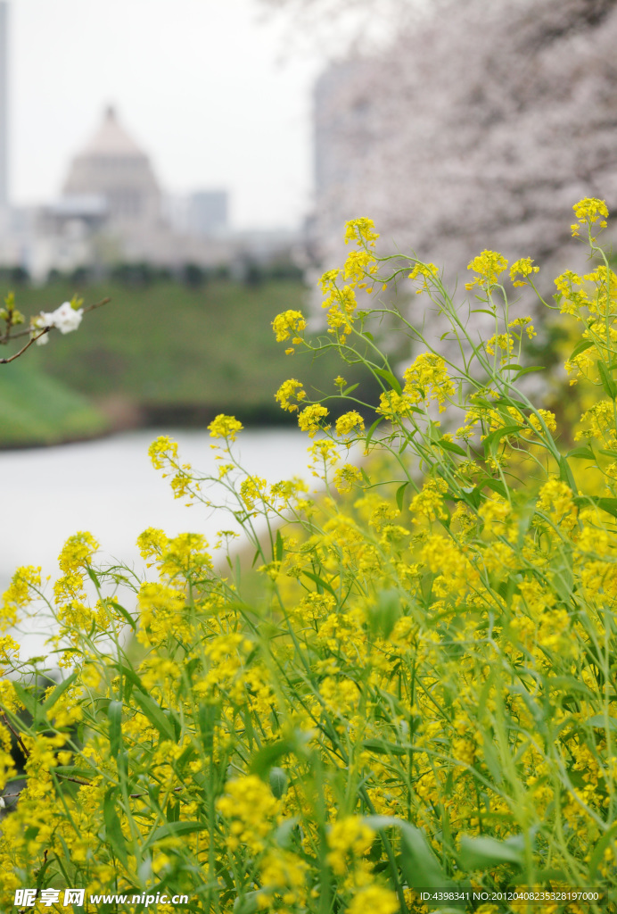 油菜花