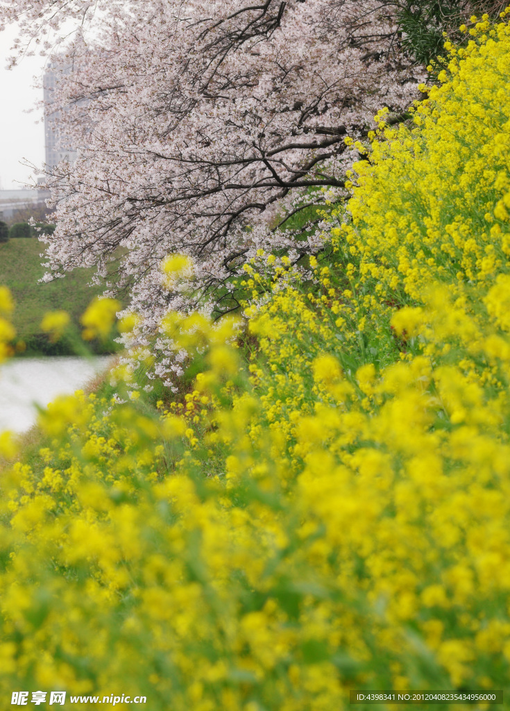 樱花和油菜花