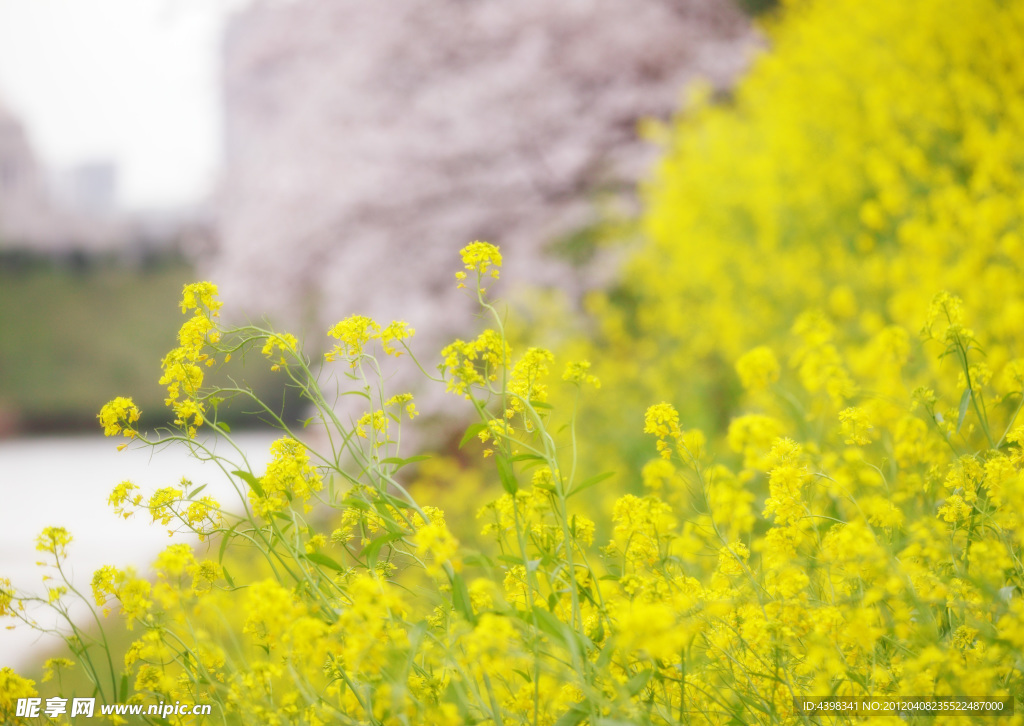 油菜花