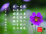 蚊子诗画
